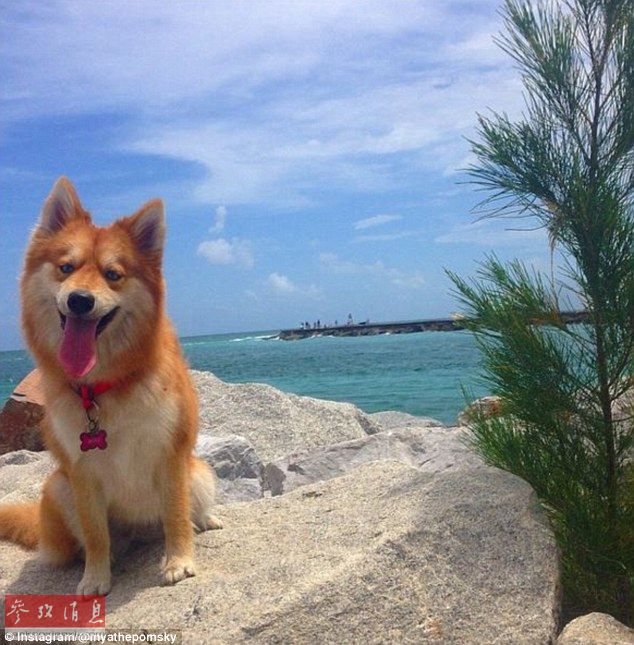 狐貍還是狗？藍眼睛萌寵走紅網(wǎng)絡(luò)