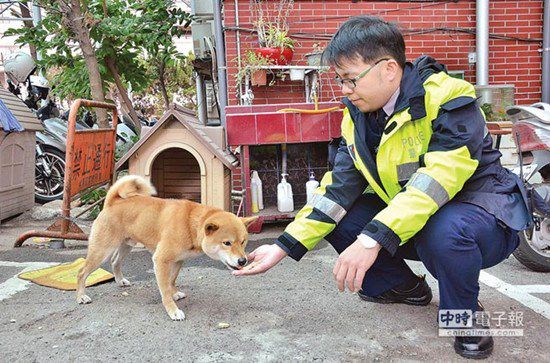 圖中這只柴犬生性好動(dòng)，逢人就搖起臀部及尾巴