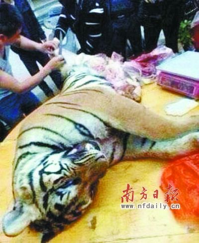 　殺虎現(xiàn)場。由匿名受訪人提供