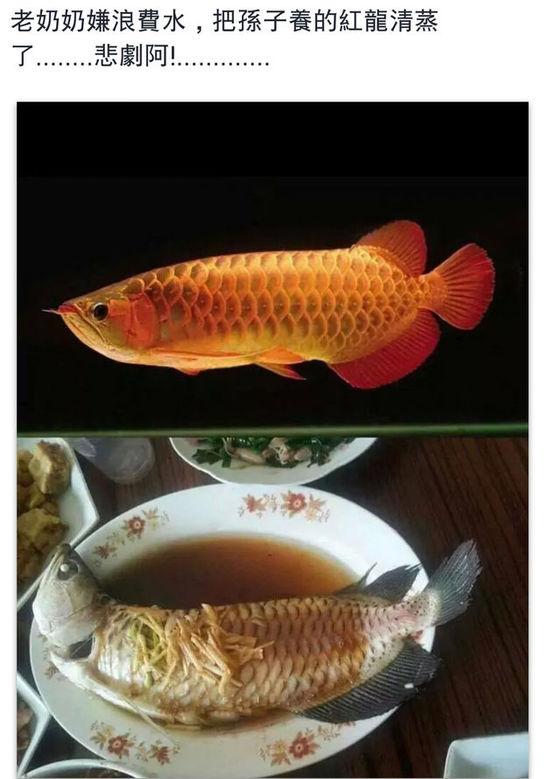 老奶奶嫌浪費(fèi)水,把孫子養(yǎng)的紅龍清蒸了。圖片取自臺媒