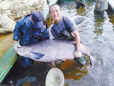 河南水庫捕到147斤重大青魚，長1.76米。