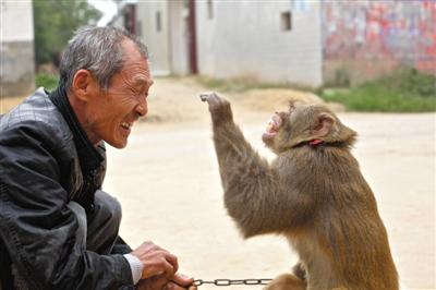 10月13日，新野縣鮑灣村耍猴人楊林貴蹲在家門口和自己的猴子玩耍。楊林貴，耍猴近三十年。