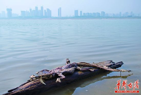 23日上午，瀏陽河與湘江交匯的地方發(fā)現(xiàn)了一條鱷魚的尸骸。