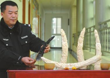 1月5日，辦案民警展示擋獲的犀牛角、盔犀鳥頭、象牙制品。