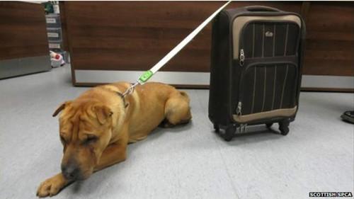 這只雄性的雜交沙皮犬被連同行李箱被拴在火車站外的欄桿上。