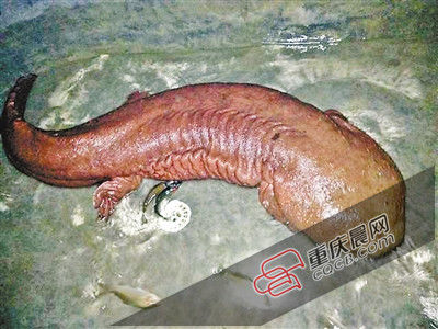 巫山抱龍鎮(zhèn)的超級娃娃魚。