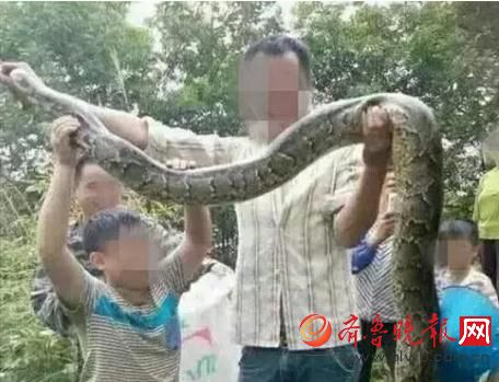 膽真大！男子抓野生大蟒燉湯 蟒蛇屬國家一級(jí)保護(hù)動(dòng)物(圖)