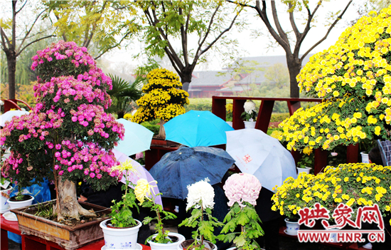 天好、花美 中國(guó)開(kāi)封第32屆菊花文化節(jié)延長(zhǎng)一周