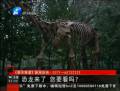 恐龍來(lái)了 你要看么？