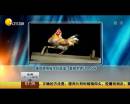 雄雞靚照催生優(yōu)質(zhì)蛋？看臉世界讓人心碎