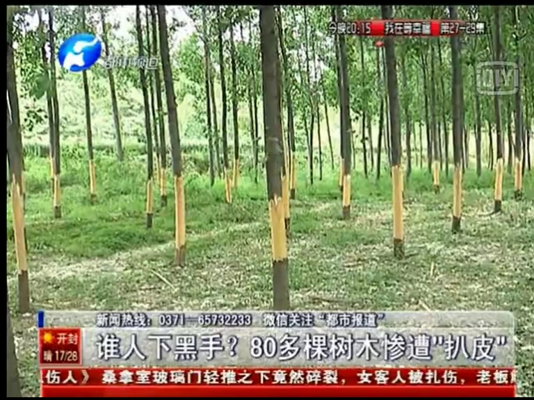 80多棵樹被“扒皮” 誰痛下黑手？