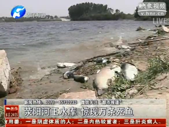 滎陽(yáng)河王水庫(kù) 驚現(xiàn)萬條死魚
