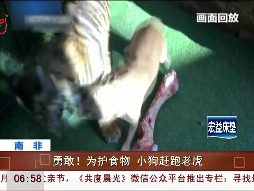 勇敢！為護(hù)食物 小狗趕跑老虎