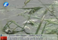 誰玷污了須水河的“清白”？