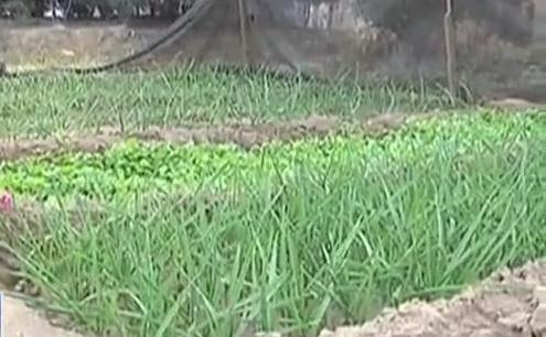 生態(tài)廊道變菜園 誰干的？