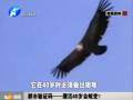 都市驗證碼——鷹活40歲會蛻變？