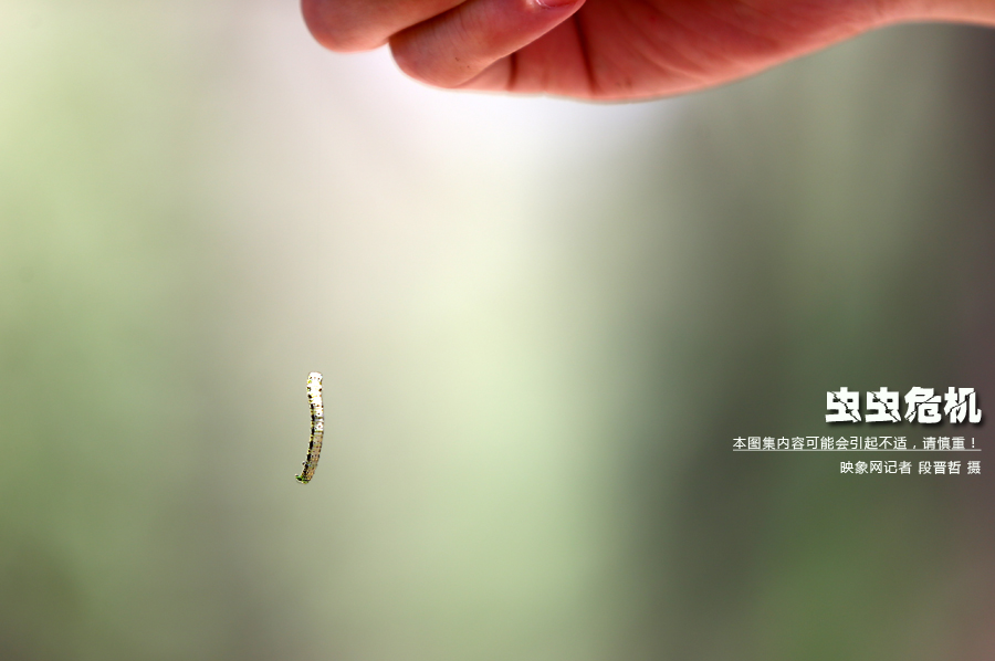當(dāng)小蟲子從樹上垂絲而下懸在半空中時，給路上的行人帶來諸多不便