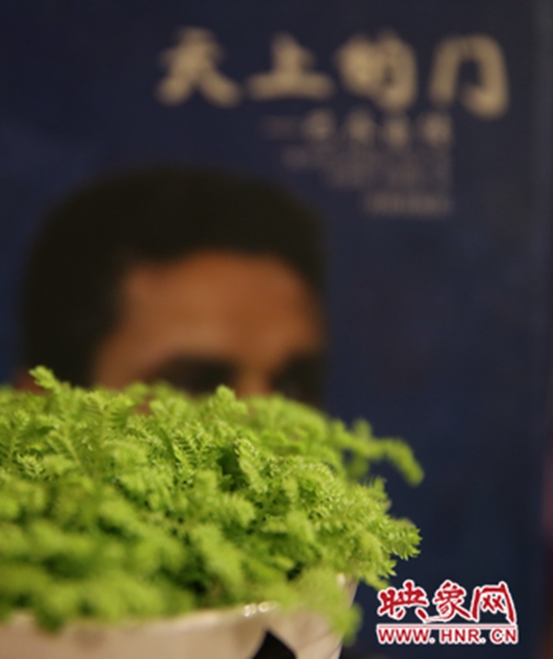 書架上精心布置的綠色植物。